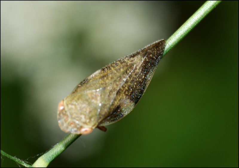 cicadella ? Aphrophoridae: Aphrophora alni dell''Emilia (MO)
